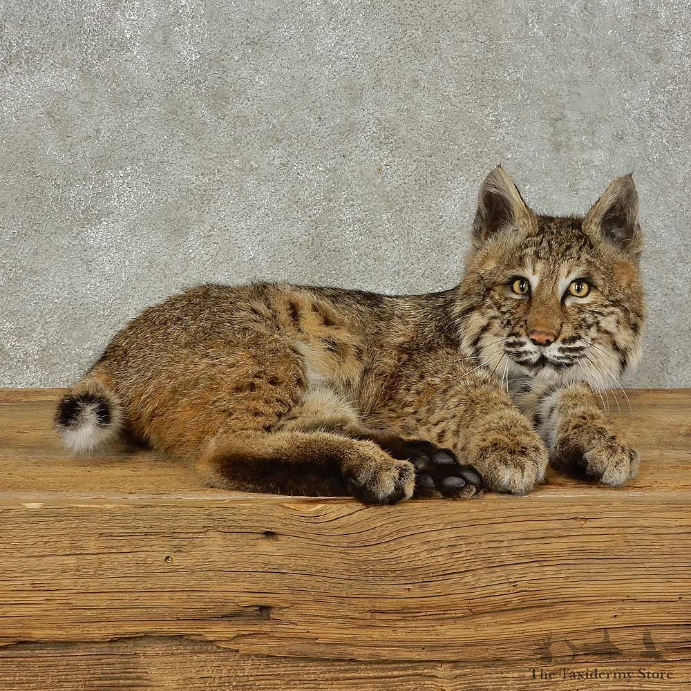 Bobcat Life-Size Mount For Sale #16233 @ The Taxidermy Store