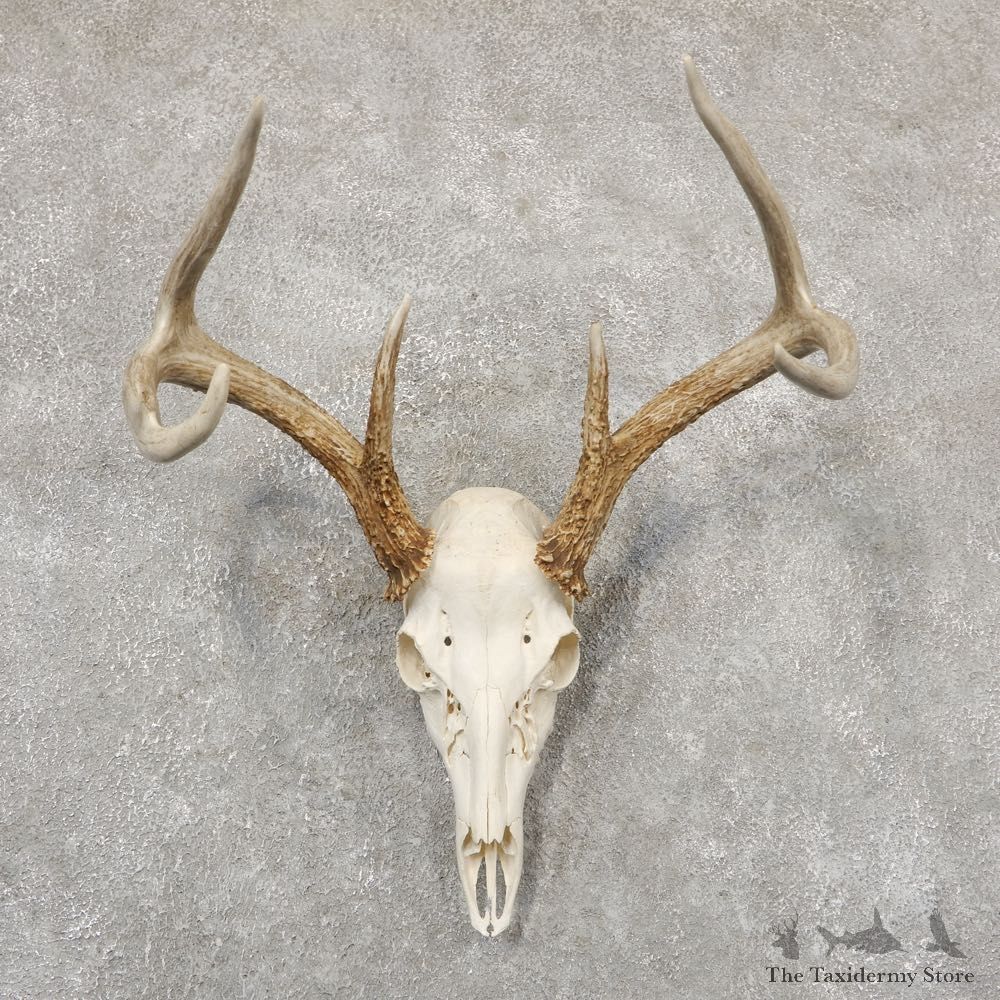 Whitetail Deer Skull European Mount For Sale #18934 @ The Taxidermy Store