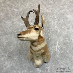 Pronghorn Antelope Shoulder Mount For Sale #24508 @ The Taxidermy Store