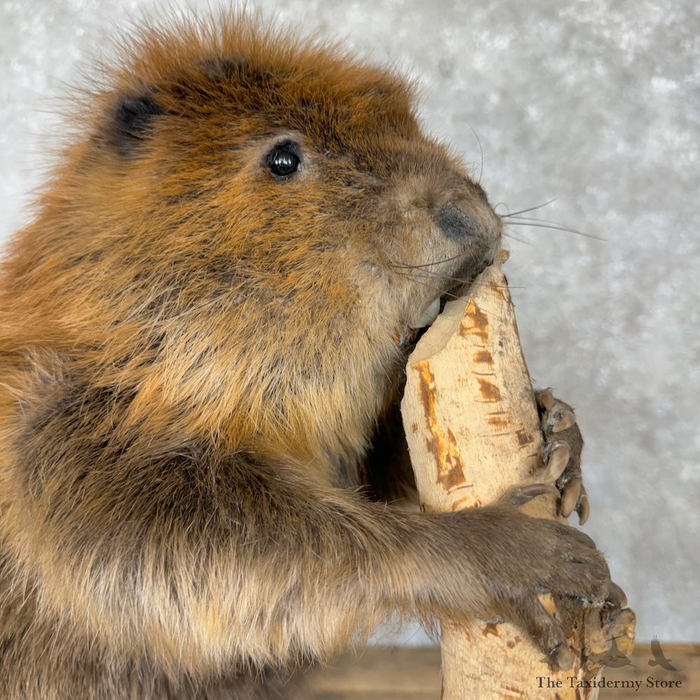 North American Beaver Mount For Sale #29345 @ The Taxidermy Store