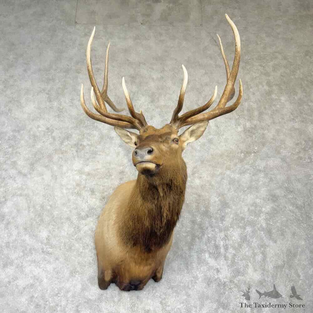 Rocky Mountain Elk Shoulder Mount For Sale #30368 @ The Taxidermy Store