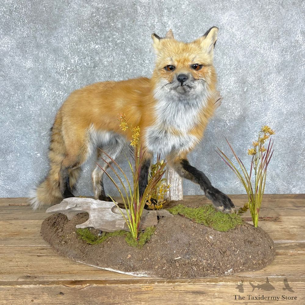 Red Fox Life-Size Mount For Sale #24332 @ The Taxidermy Store