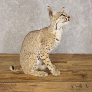 Bobcat Life-Size Mount For Sale #22591 @ The Taxidermy Store