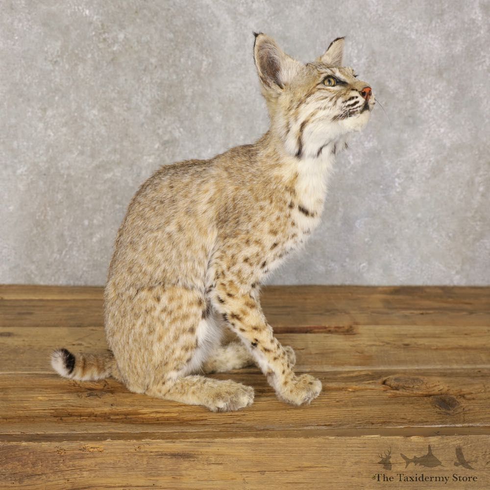 Bobcat Life-Size Mount For Sale #22591 @ The Taxidermy Store