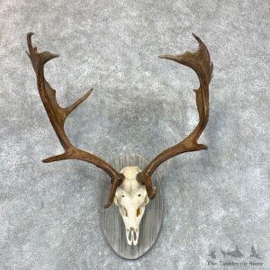 Fallow Deer Skull Antler European Mount For Sale #22650 @ The Taxidermy Store