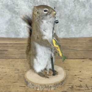 Fishing Red Pine Squirrel Novelty Mount For Sale #32268 @ The Taxidermy Store