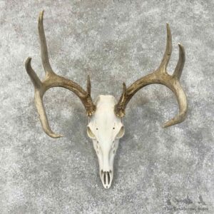 Whitetail Deer Skull European Mount For Sale #30502 @ The Taxidermy Store