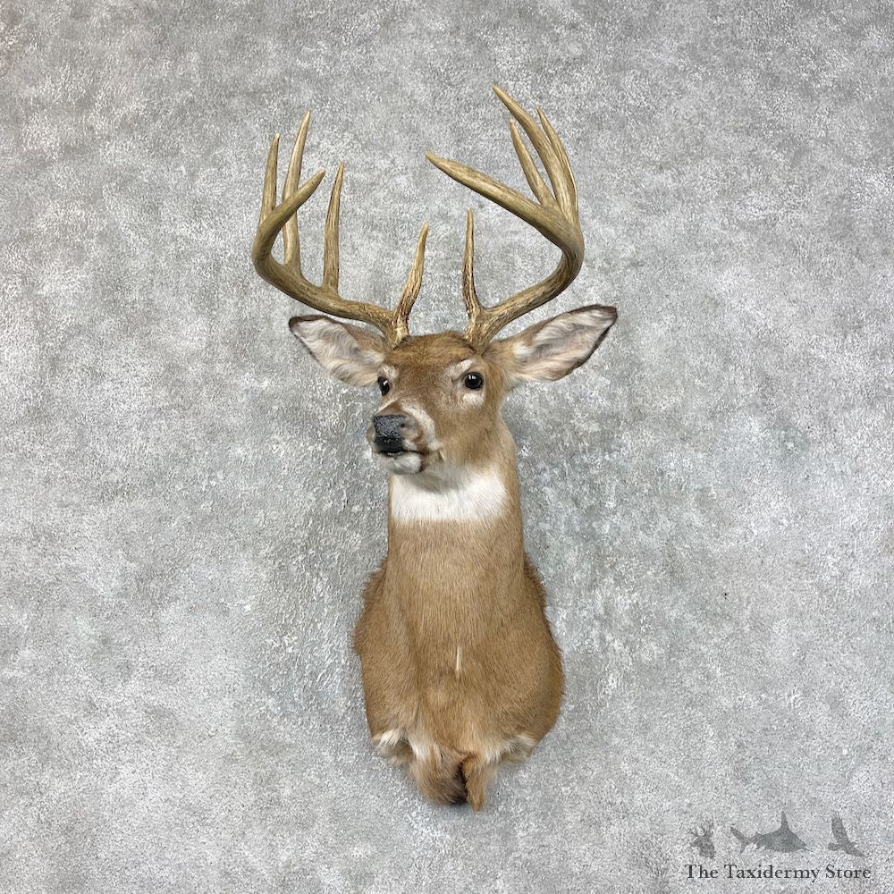 Whitetail Deer Shoulder Mount #25326 For Sale - The Taxidermy Store