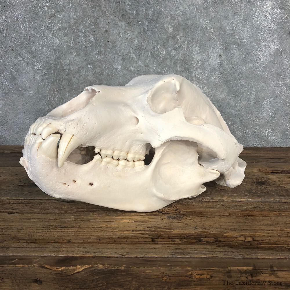 Alaskan Brown Bear Full Skull Mount For Sale #20357 @ The Taxidermy Store