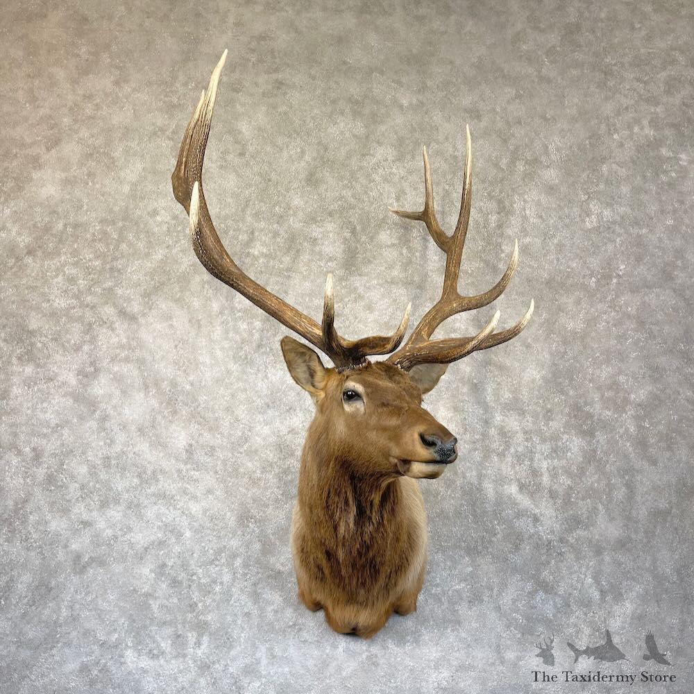 Rocky Mountain Elk Shoulder Mount For Sale #28294 @ The Taxidermy Store