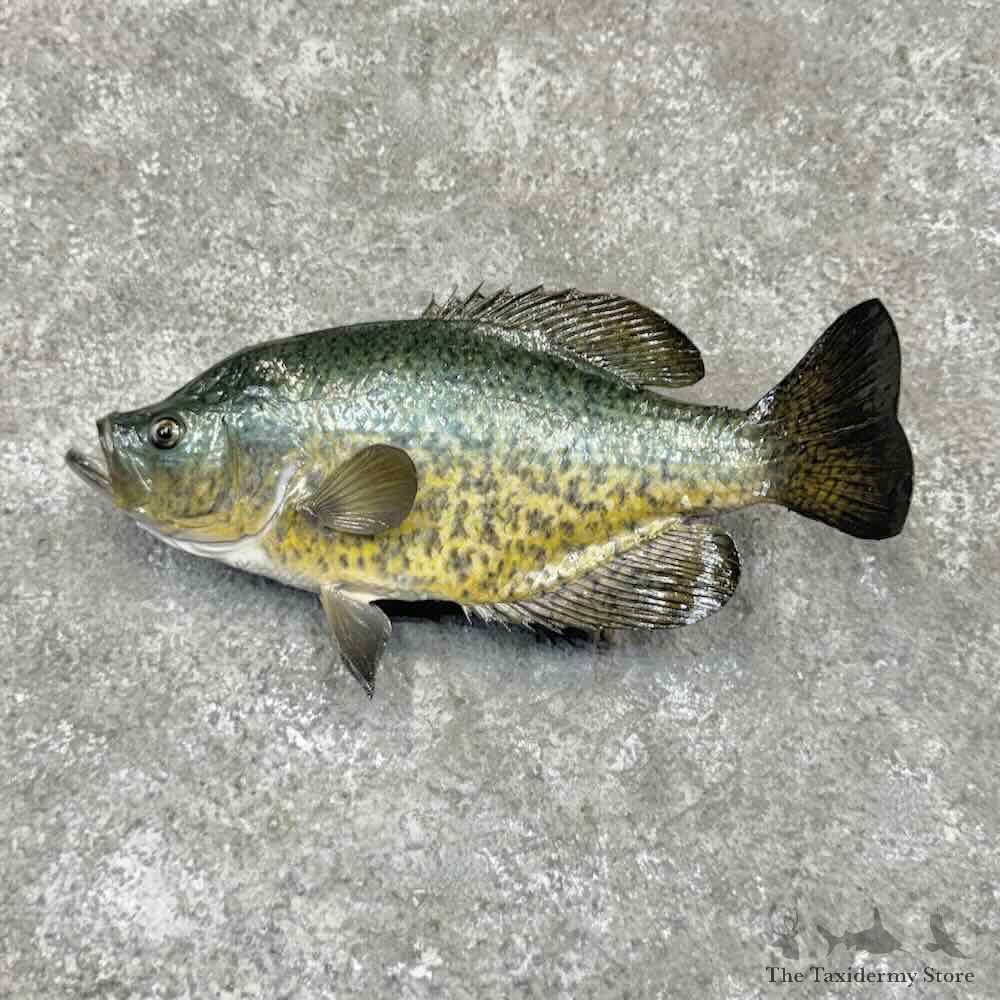 Black Crappie Fish Mount For Sale #31687 @ The Taxidermy Store
