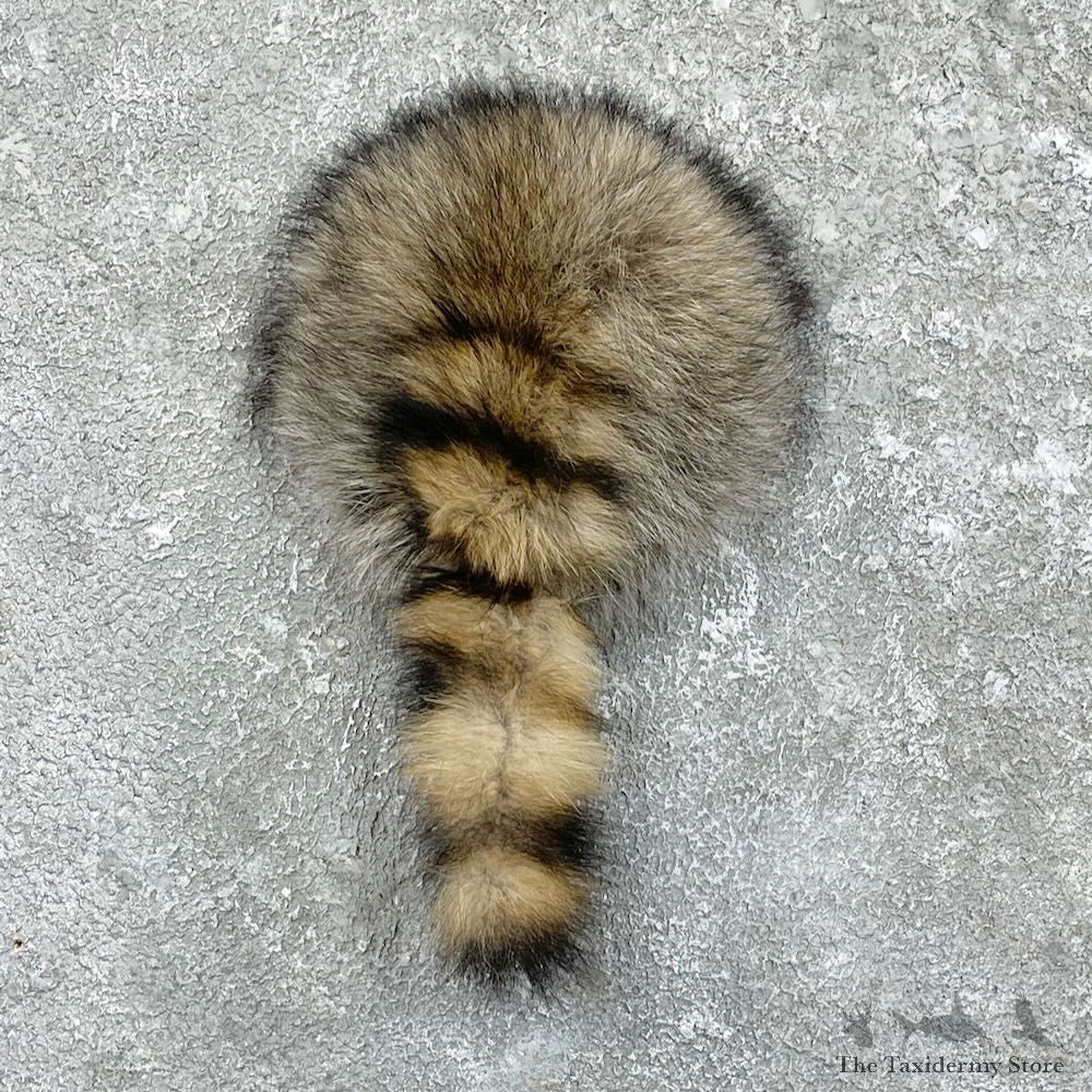 Raccoon Rump Novelty Mount For Sale #27499 @ The Taxidermy Store