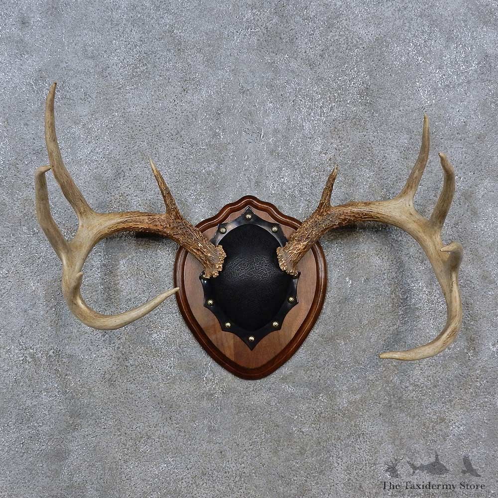 Whitetail Deer Antler Plaque For Sale #15236 @ The Taxidermy Store