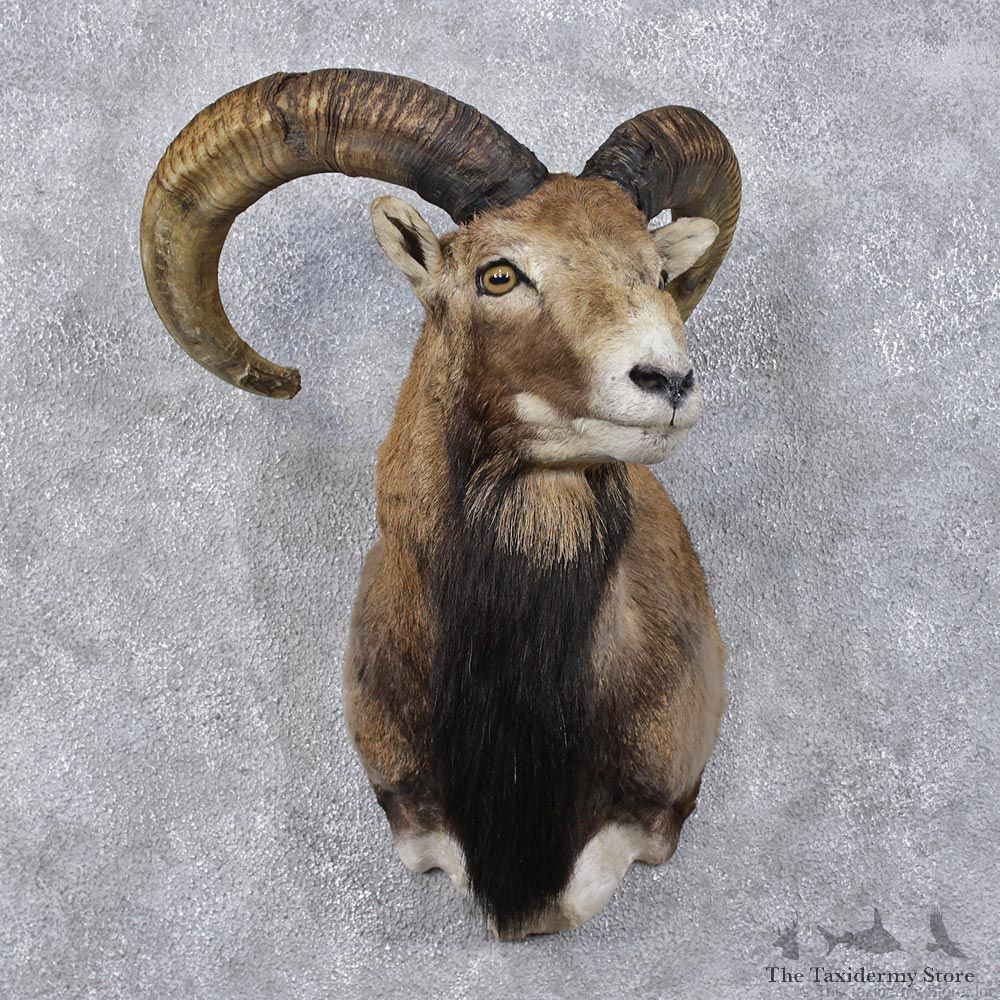 Mouflon Ram Sheep Taxidermy Shoulder Mount #12466 For Sale @ The Taxidermy Store