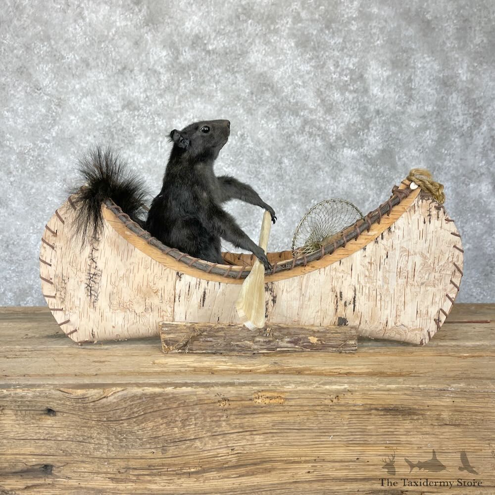 Black Squirrel Novelty Mount For Sale #28211 @ The Taxidermy Store