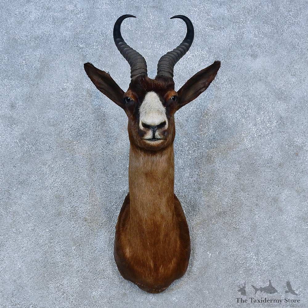 Chocolate Springbok Shoulder Mount For Sale #15286 @ The Taxidermy Store