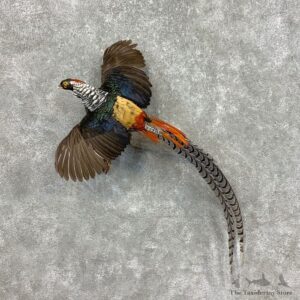 Lady Amherst Pheasant Taxidermy Mount #23401 For Sale @ The Taxidermy Store