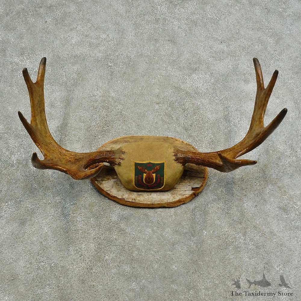 Eastern Canada Moose Antler Plaque Mount For Sale #16749 @ The Taxidermy Store