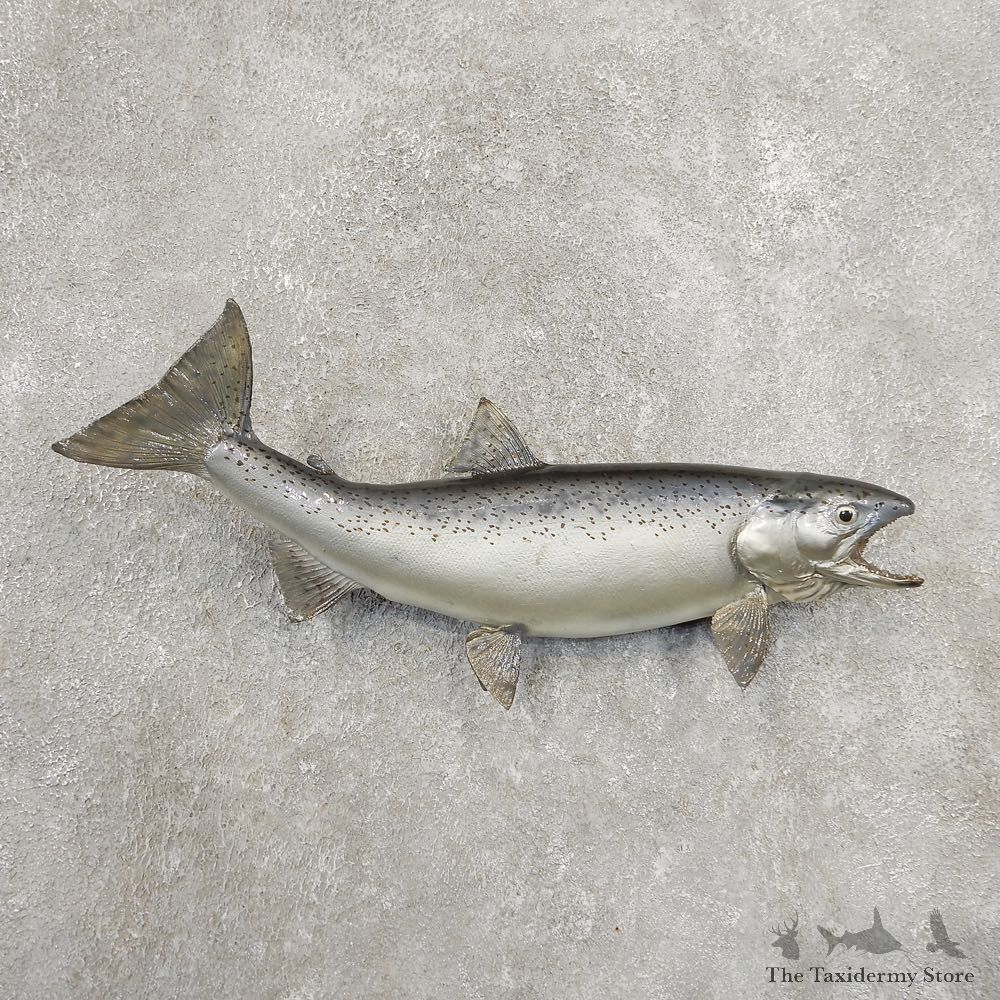 Atlantic Salmon Fish Mount For Sale #20908 @ The Taxidermy Store