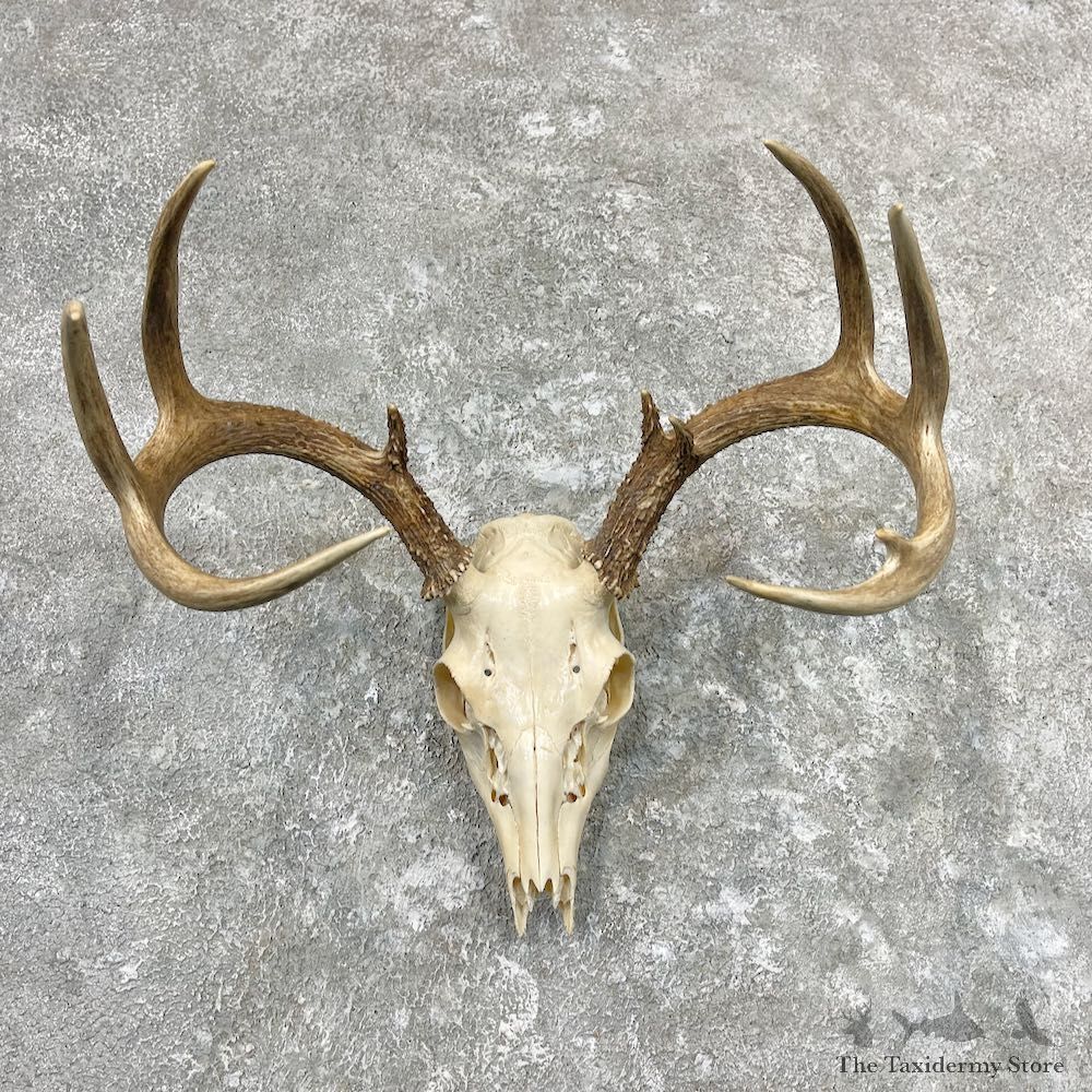 Whitetail Deer Skull European Mount For Sale #26989 @ The Taxidermy Store