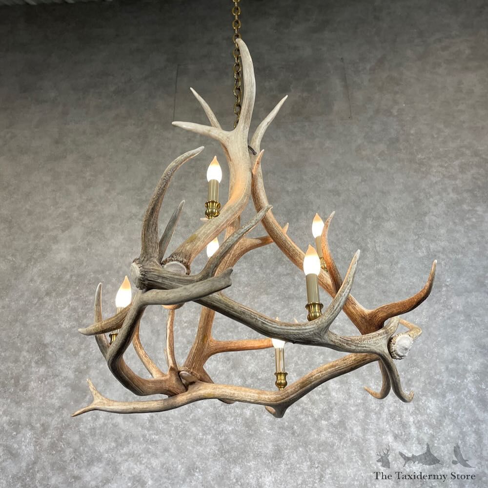 Elk Antler Chandelier For Sale #28733 @ The Taxidermy Store