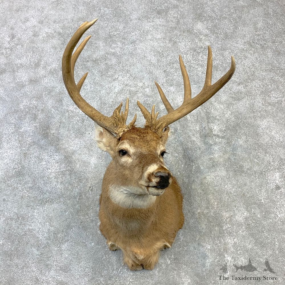 Whitetail Deer Shoulder Mount #23108 For Sale - The Taxidermy Store