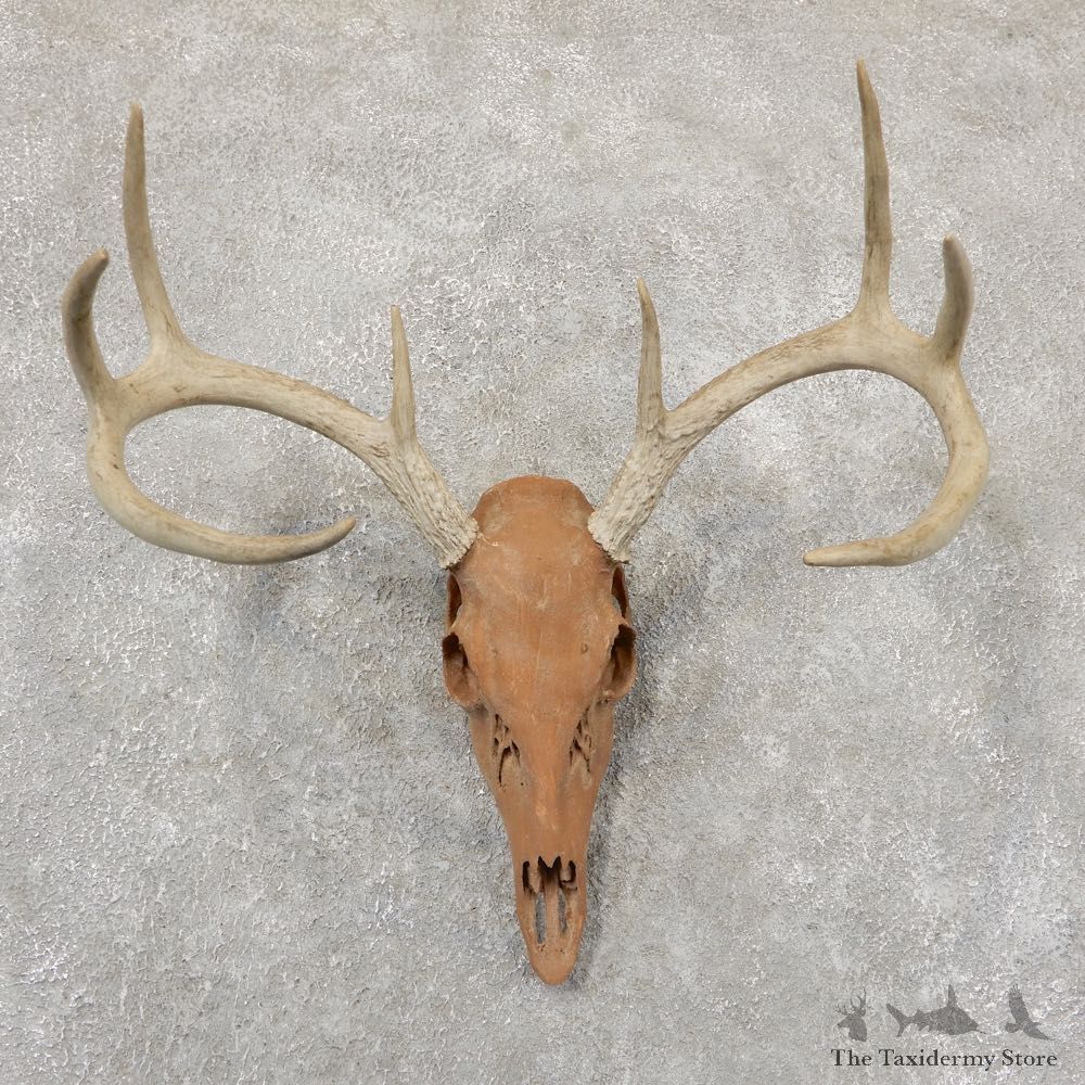Whitetail Deer Skull European Mount For Sale #18936 @ The Taxidermy Store