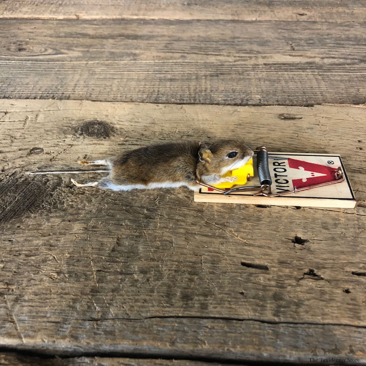 Mouse Trap Novelty Mount For Sale #19890 @ The Taxidermy Store