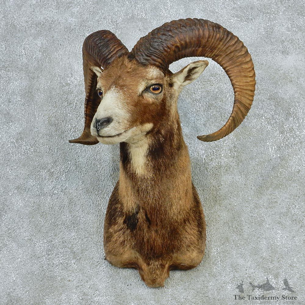 Mouflon Ram Sheep Taxidermy Shoulder Mount #12716 For Sale @ The Taxidermy Store