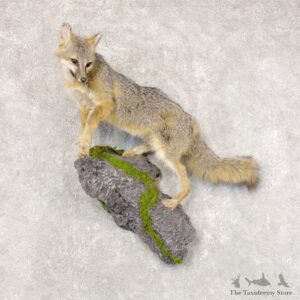 Grey Fox Life-Size Mount For Sale #22587 @ The Taxidermy Store