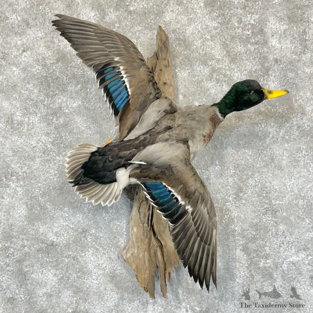 Mallard Duck Drake Mount For Sale #29139 @ The Taxidermy Store