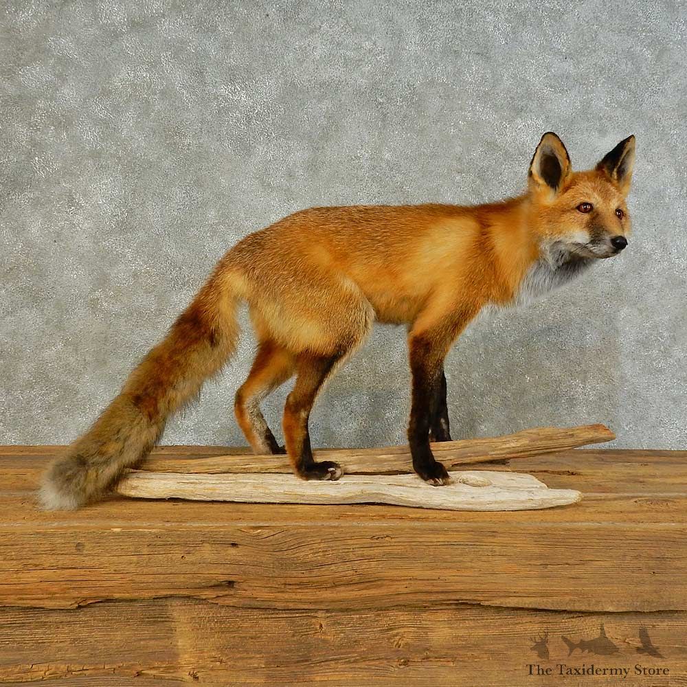 Red Fox Life-Size Mount For Sale #16406 @ The Taxidermy Store