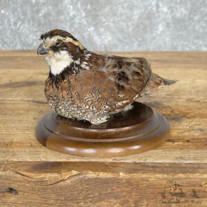 Bobwhite Quail Bird Mount For Sale #24837 @ The Taxidermy Store