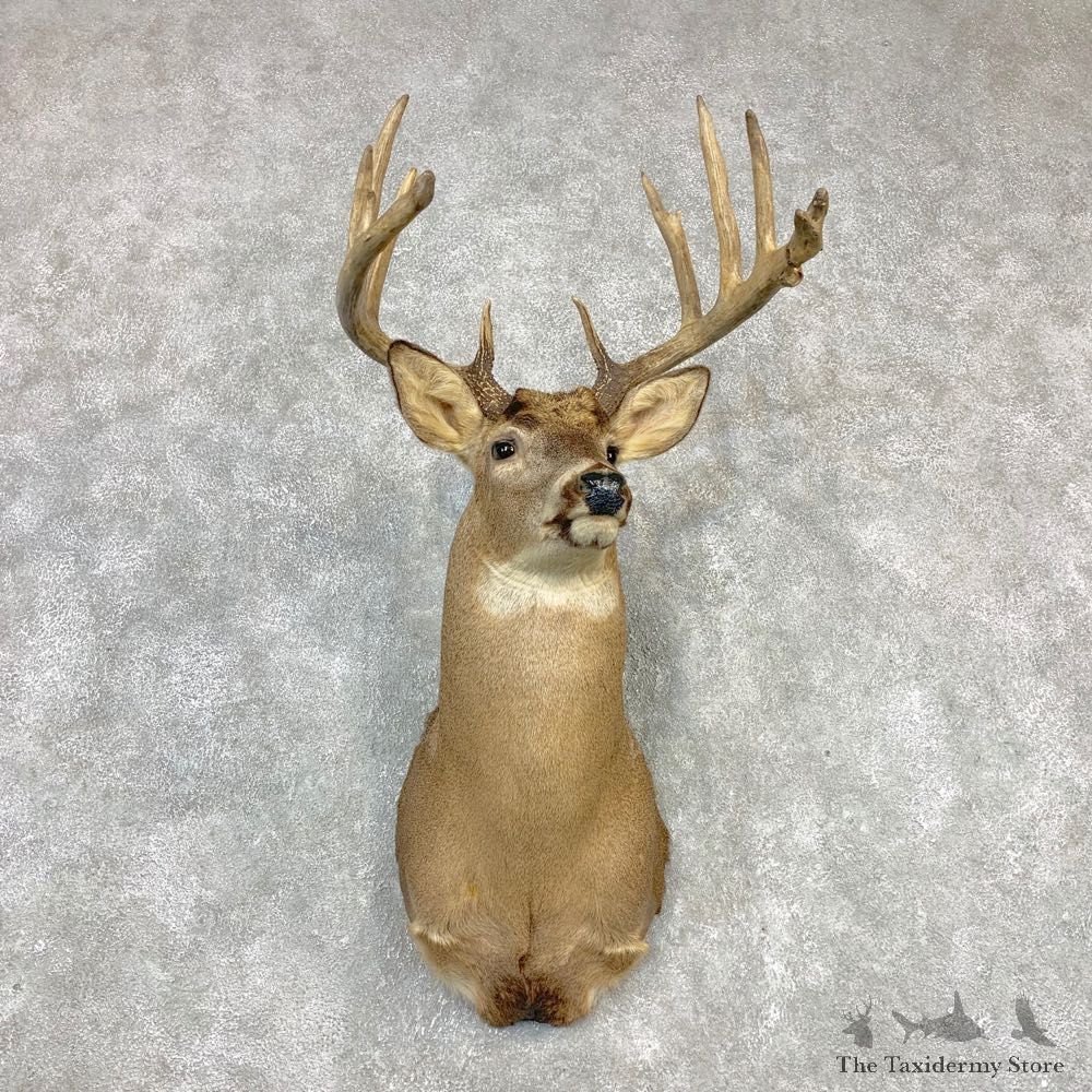 Whitetail Deer Shoulder Taxidermy Mount #21987 For Sale - The Taxidermy Store