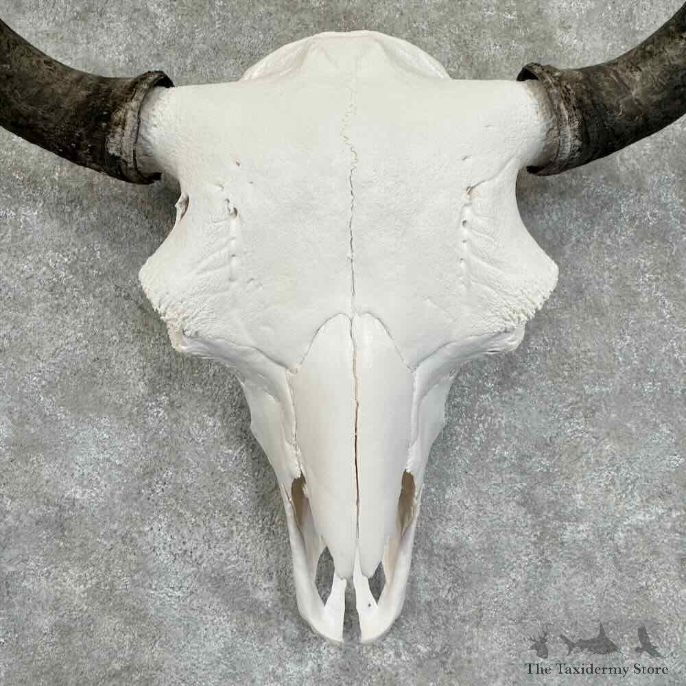 American Buffalo Bison Skull Mount For Sale #30778 @ The Taxidermy Store