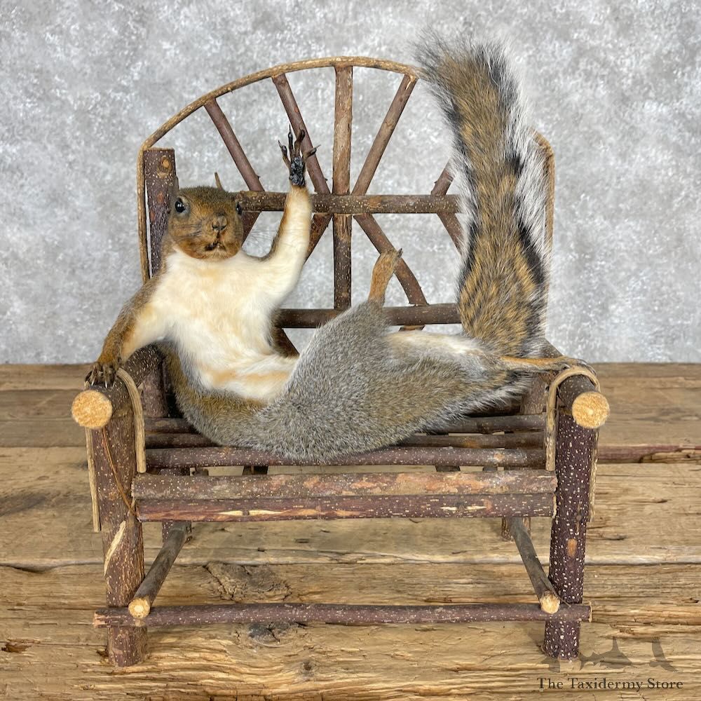 Novelty Grey Squirrel Mount For Sale #28356 @ The Taxidermy Store
