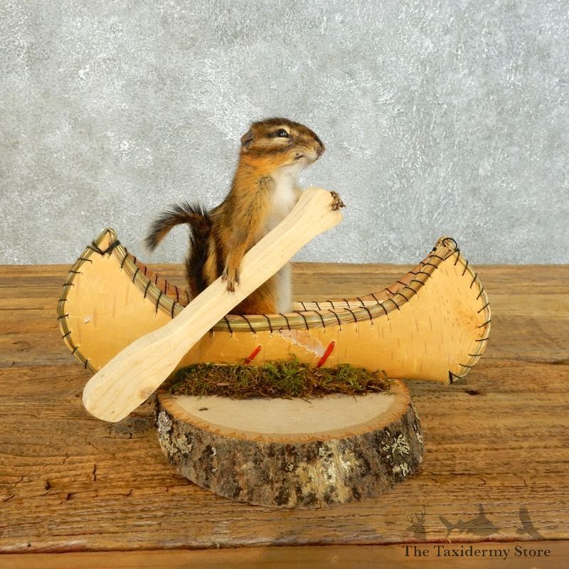 Canoe Chipmunk Novelty Mount For Sale #18490 @ The Taxidermy Store