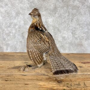 Ruffed Grouse Bird Mount For Sale #30185 @ The Taxidermy Store