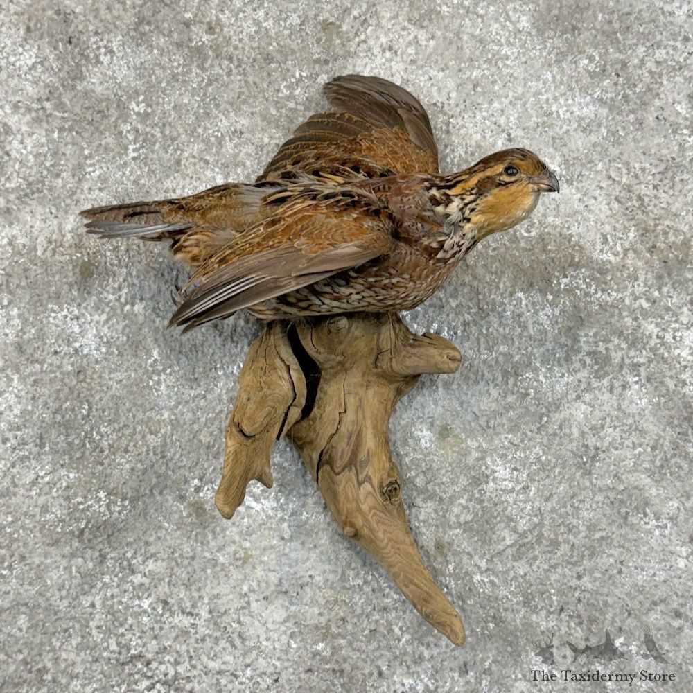 Bobwhite Quail Bird Mount For Sale #29694 @ The Taxidermy Store