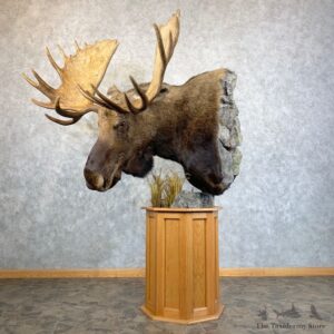 Eastern Canada Moose Pedestal Taxidermy Mount For Sale #23730 @ The Taxidermy Store