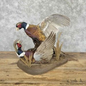 Ringneck Pheasant Pair Bird Mount For Sale #31626 @ The Taxidermy Store