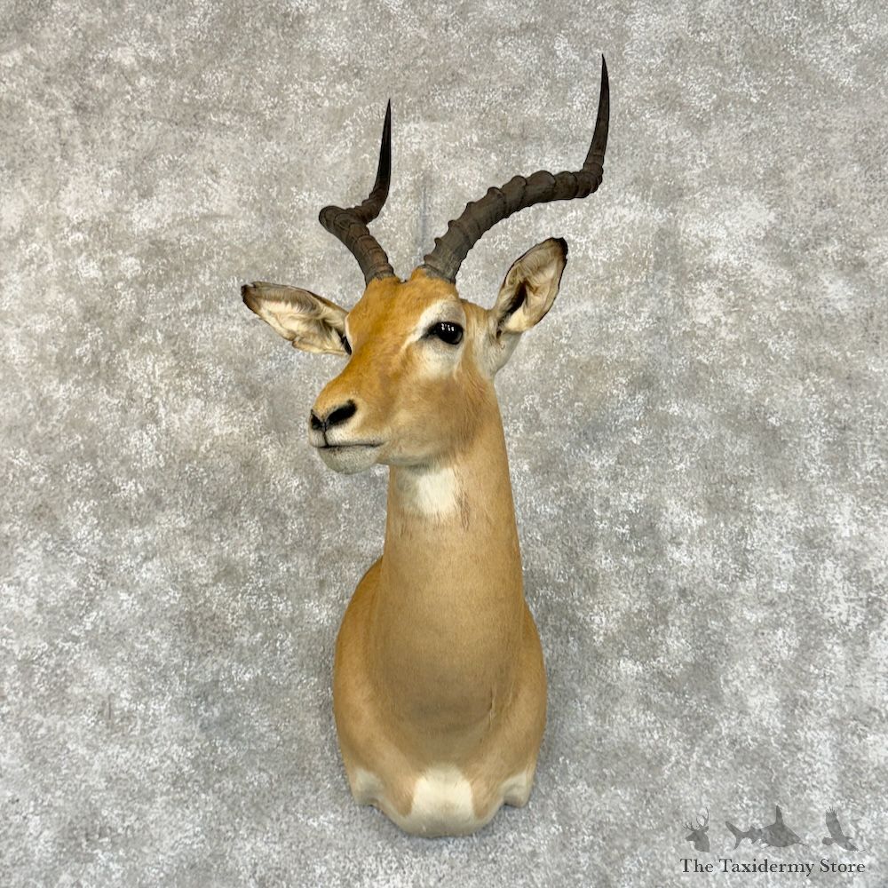 South African Impala Shoulder Mount For Sale #29219 @ The Taxidermy Store