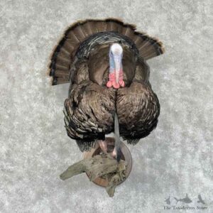 Eastern Turkey Bird Mount For Sale #31154 @ The Taxidermy Store