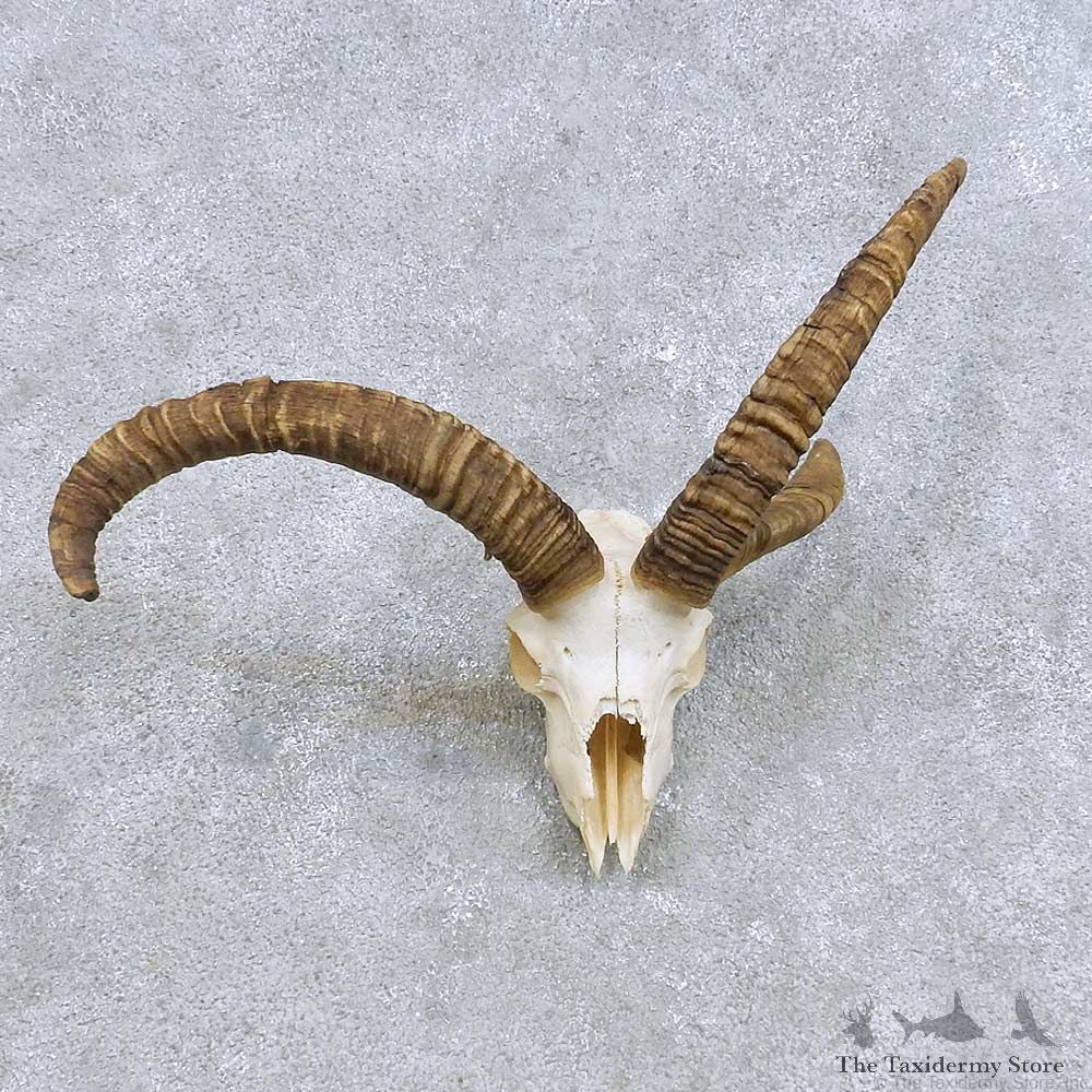 Jacobs Four Horn European Mount For Sale #14615 @ The Taxidermy Store