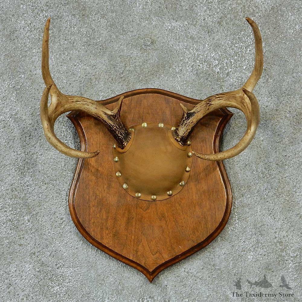 Whitetail Deer Antlers Plaque Taxidermy Mount #13272 For Sale @ The Taxidermy Store