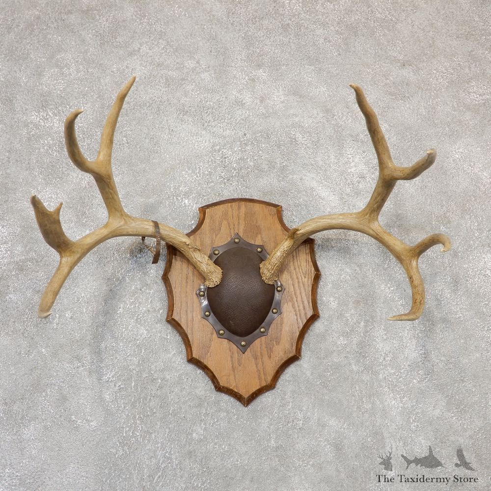 Mule Deer Taxidermy Antler Plaque #18965 For Sale @ The Taxidermy Store