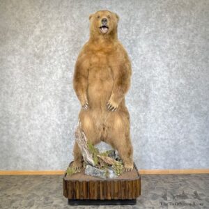 Brown Bear Life-Size Mount For Sale #25322 @ The Taxidermy Store