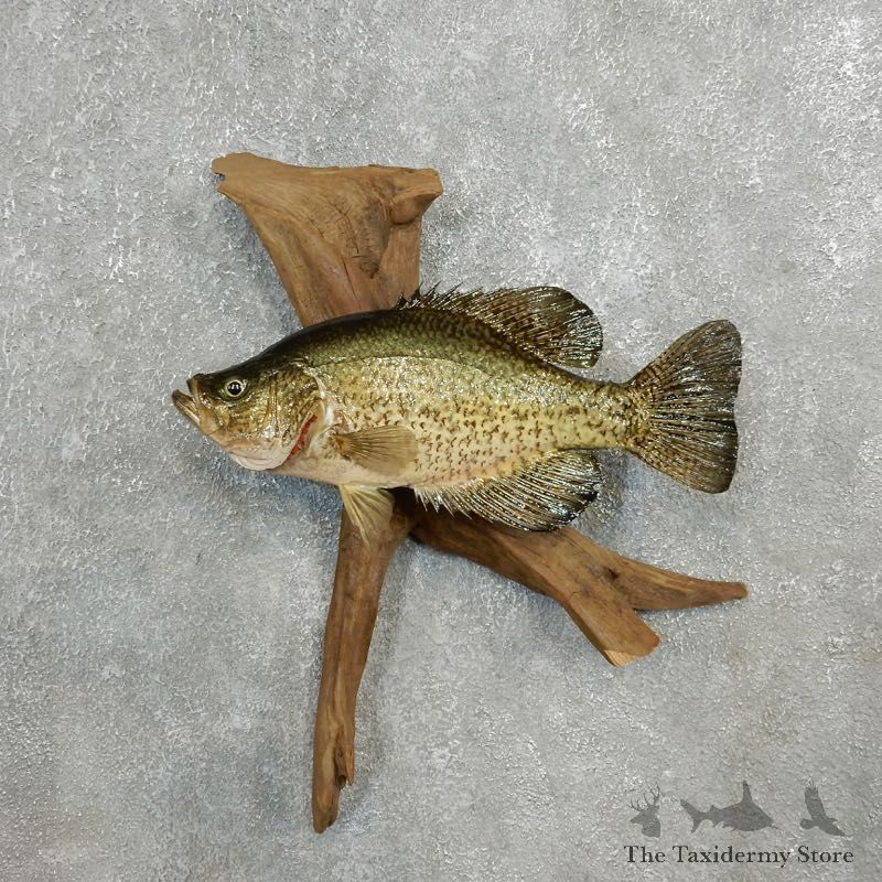 Black Crappie Fish Mount #17801 For Sale @ The Taxidermy Store