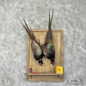 Ringneck Pheasant Bird Display For Sale #31693 @ The Taxidermy Store
