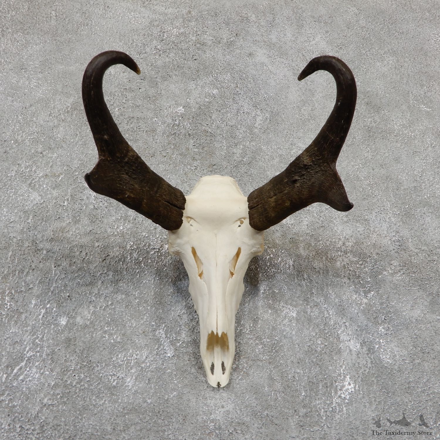 Pronghorn Skull & Horns European Mount #19519 For Sale @ The Taxidermy Store
